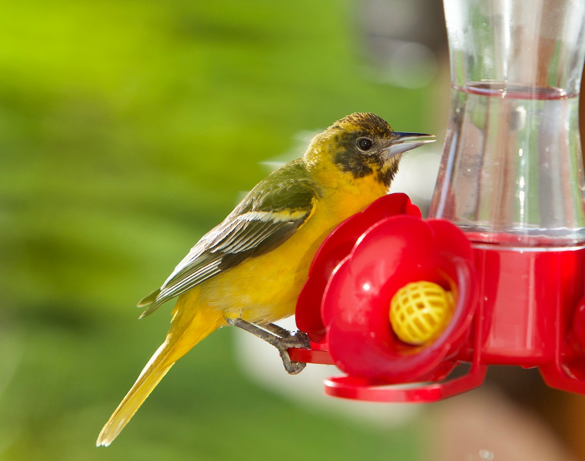 Baltimore Oriole - ML635636399