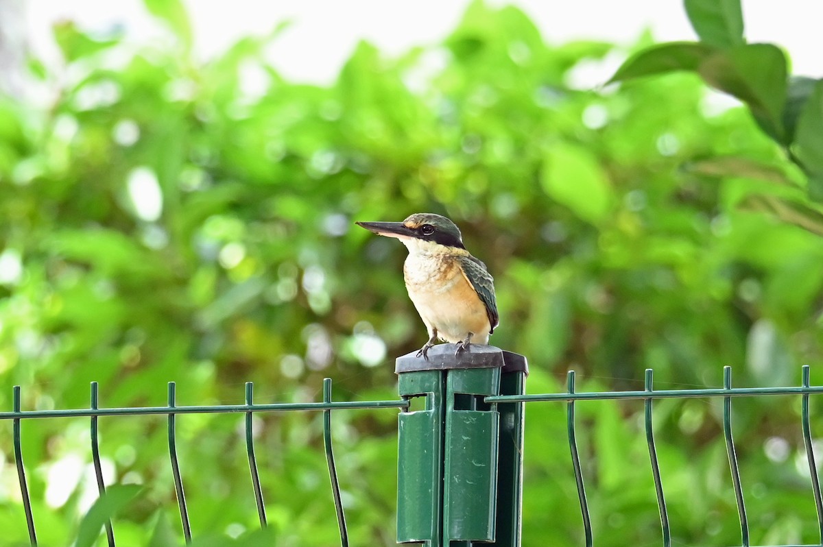 Sacred Kingfisher - ML635636613
