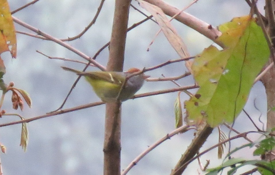 Chestnut-crowned Warbler - ML635636636