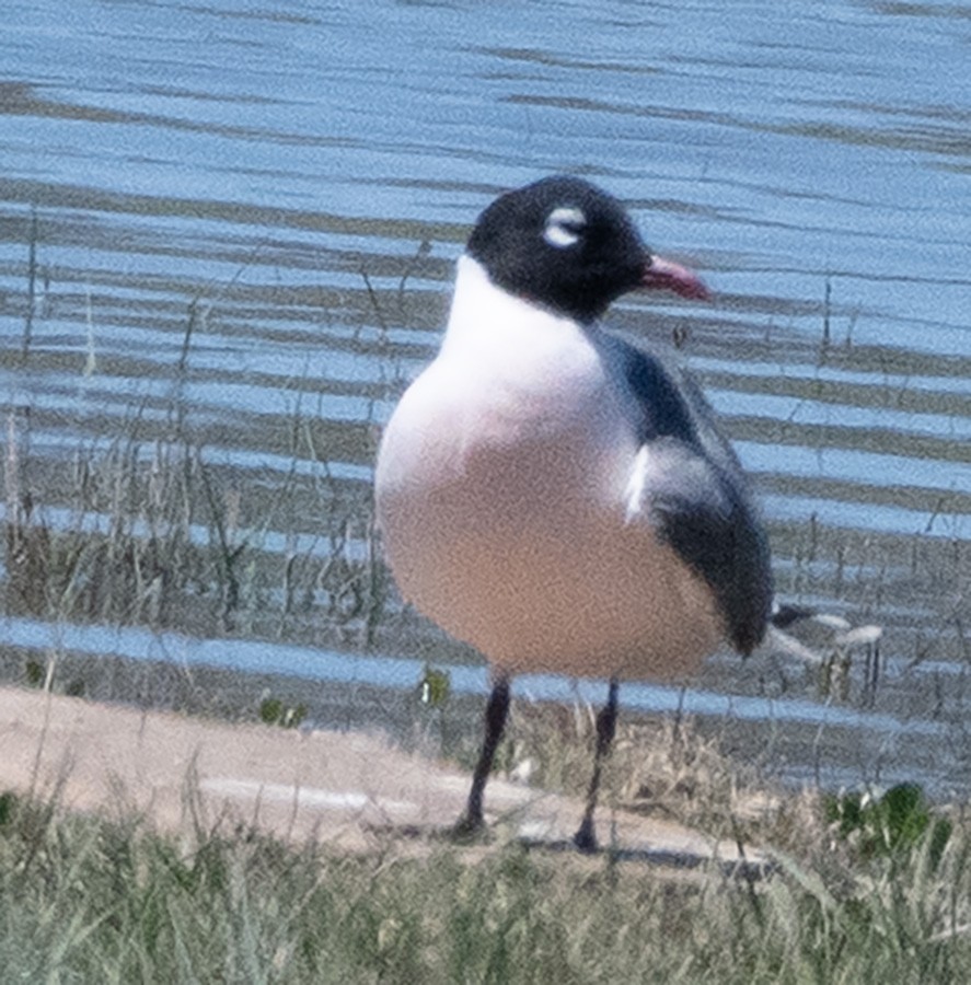 Franklin's Gull - ML635636663