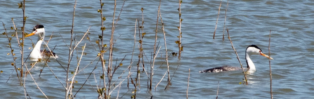 Clark's Grebe - ML635636679