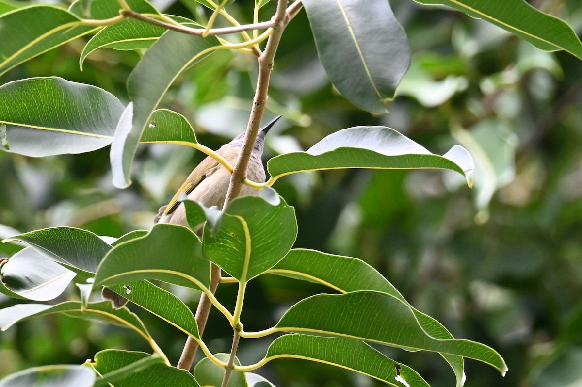 Dark-brown Honeyeater - ML635636684