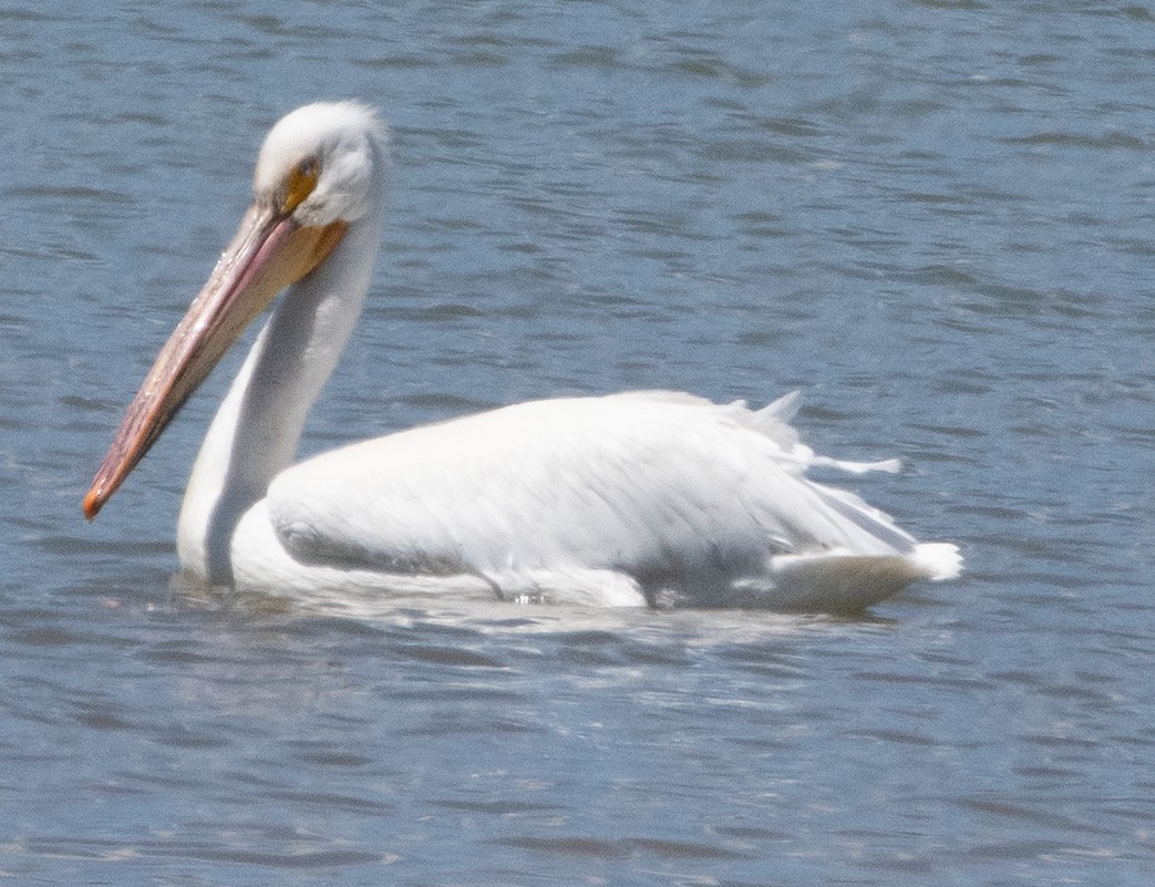American White Pelican - ML635636699