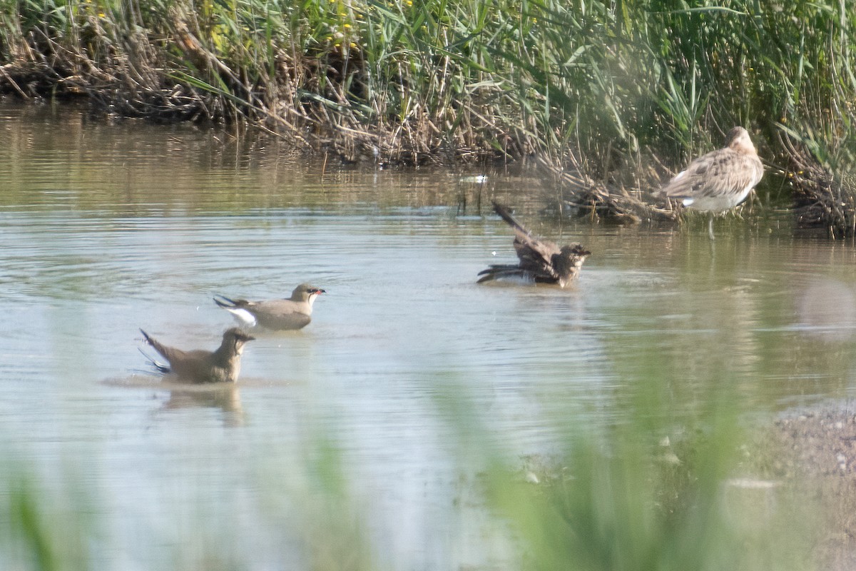 Rotflügel-Brachschwalbe - ML635636735