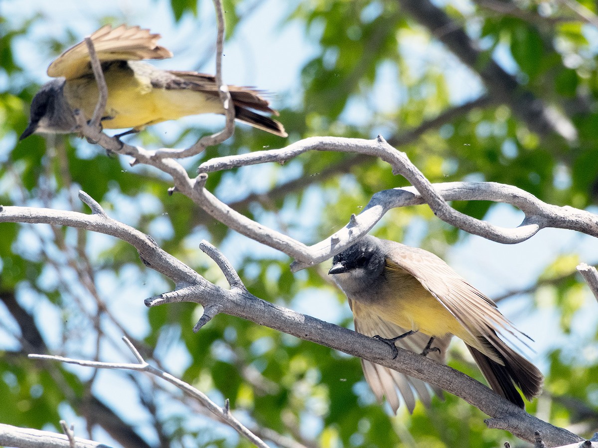 Cassin's Kingbird - ML635636740