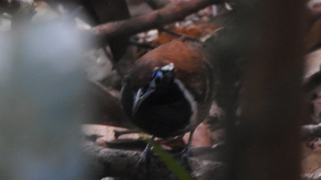Ferruginous-backed Antbird - ML635636789