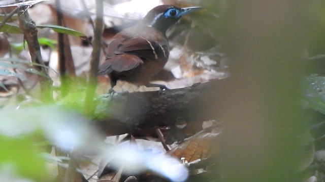 Ferruginous-backed Antbird - ML635636790