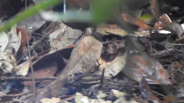 Ferruginous-backed Antbird - ML635636793