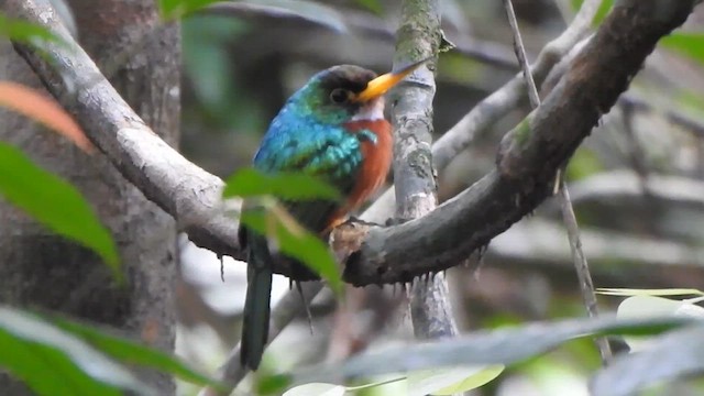 Yellow-billed Jacamar - ML635636794