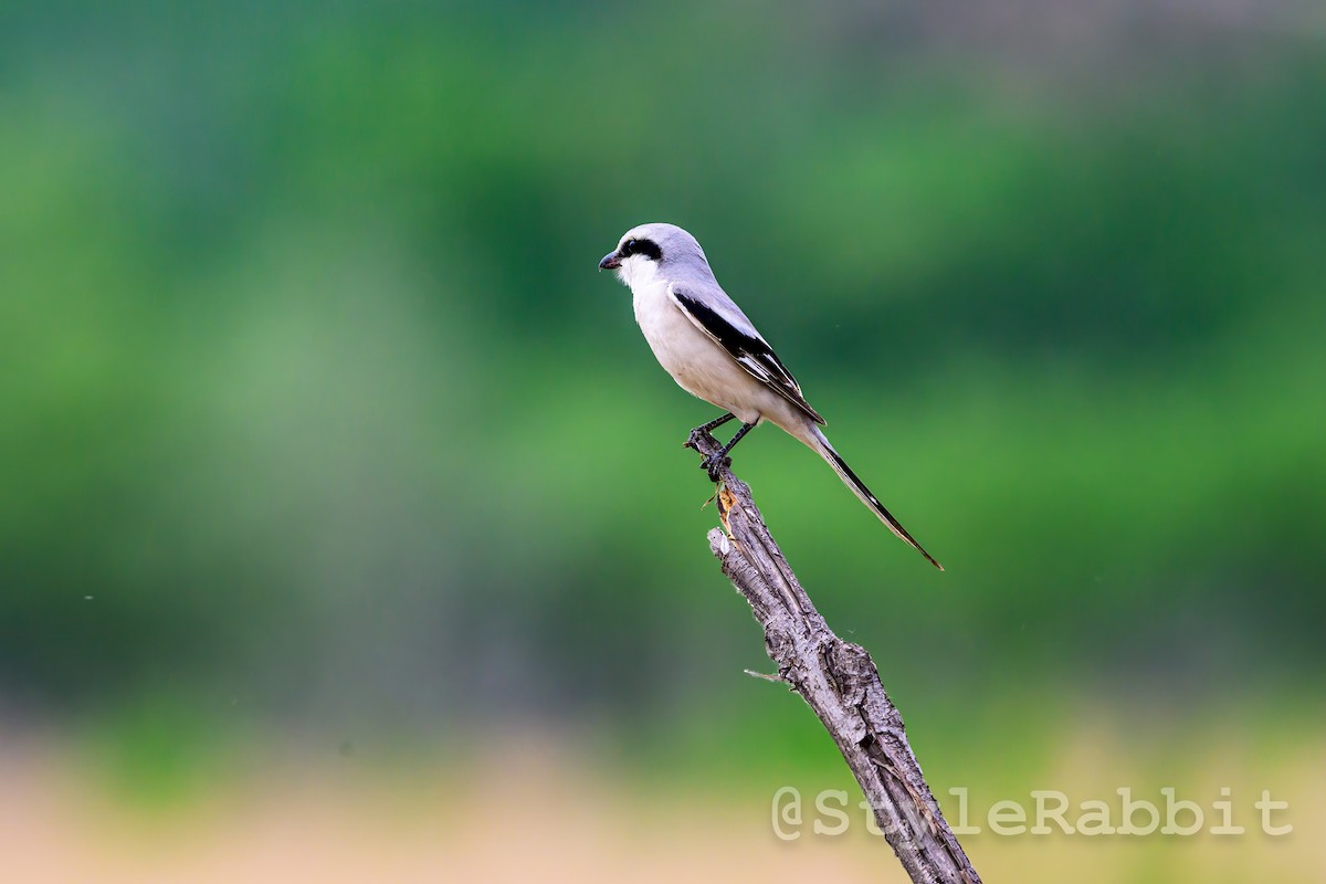 Chinese Gray Shrike - ML635636808
