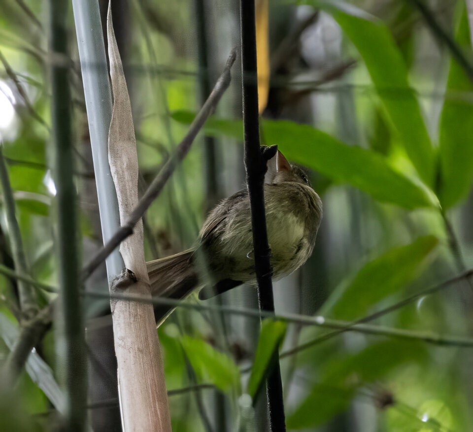 Fork-tailed Pygmy-Tyrant - ML635636839