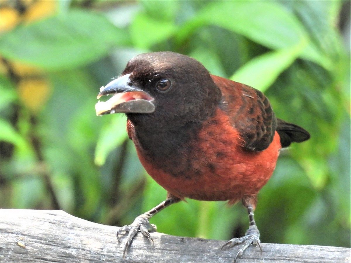 Crimson-backed Tanager - ML635636898