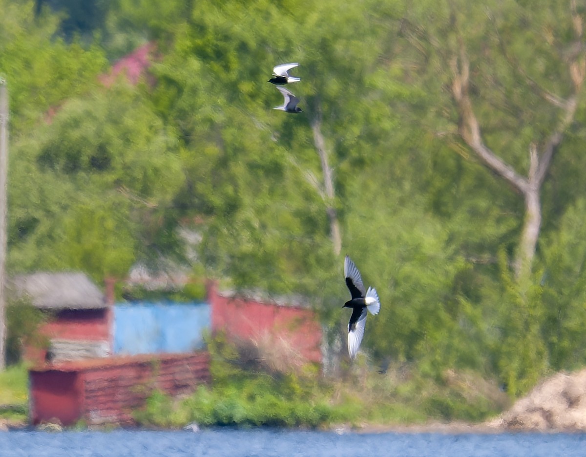 Буурал хараалай - ML635636899