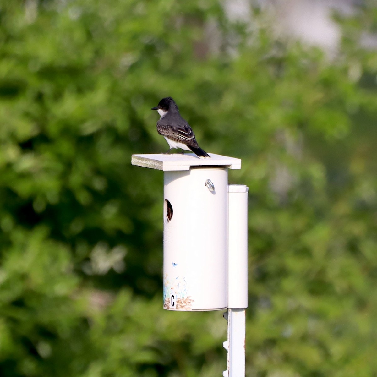 Eastern Kingbird - ML635636947