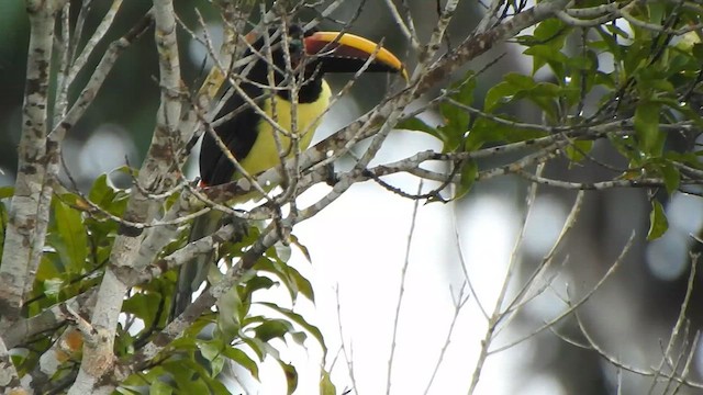 Green Aracari - ML635636957