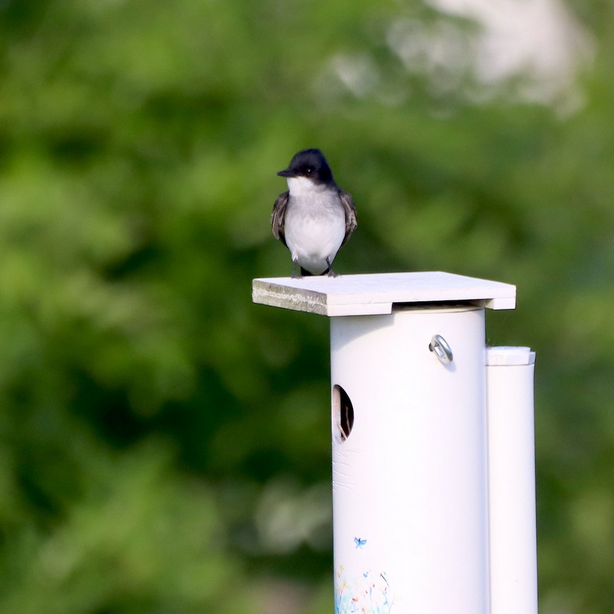 Eastern Kingbird - ML635636964