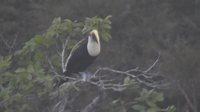 White-throated Toucan - ML635636982