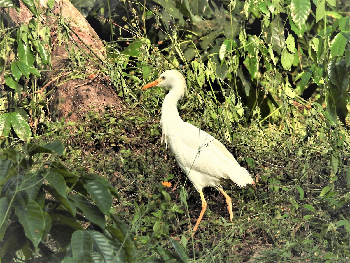 Western Cattle-Egret - ML635637117
