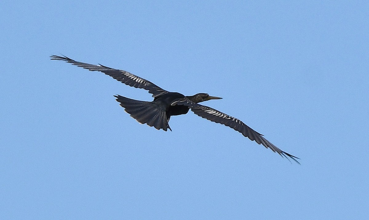 Anhinga - ML635637147