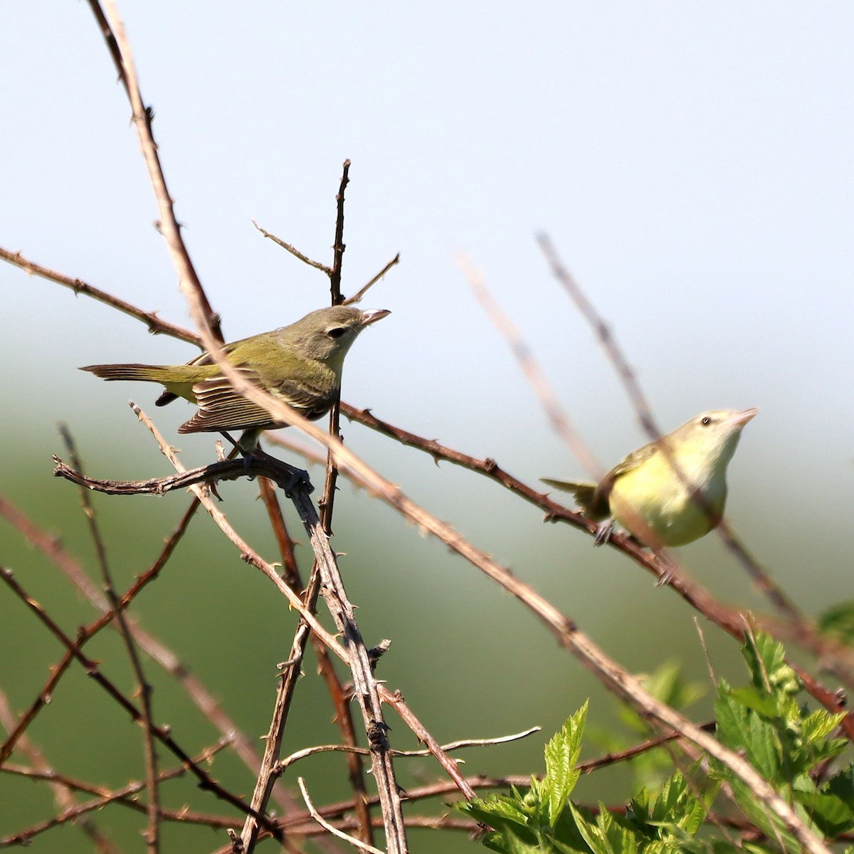 Bell's Vireo - ML635637192