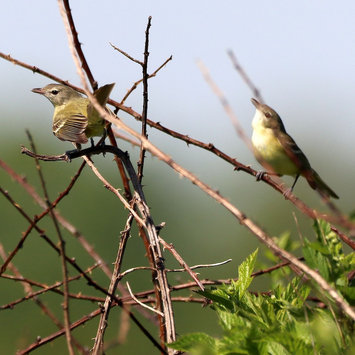 Bell's Vireo - ML635637202