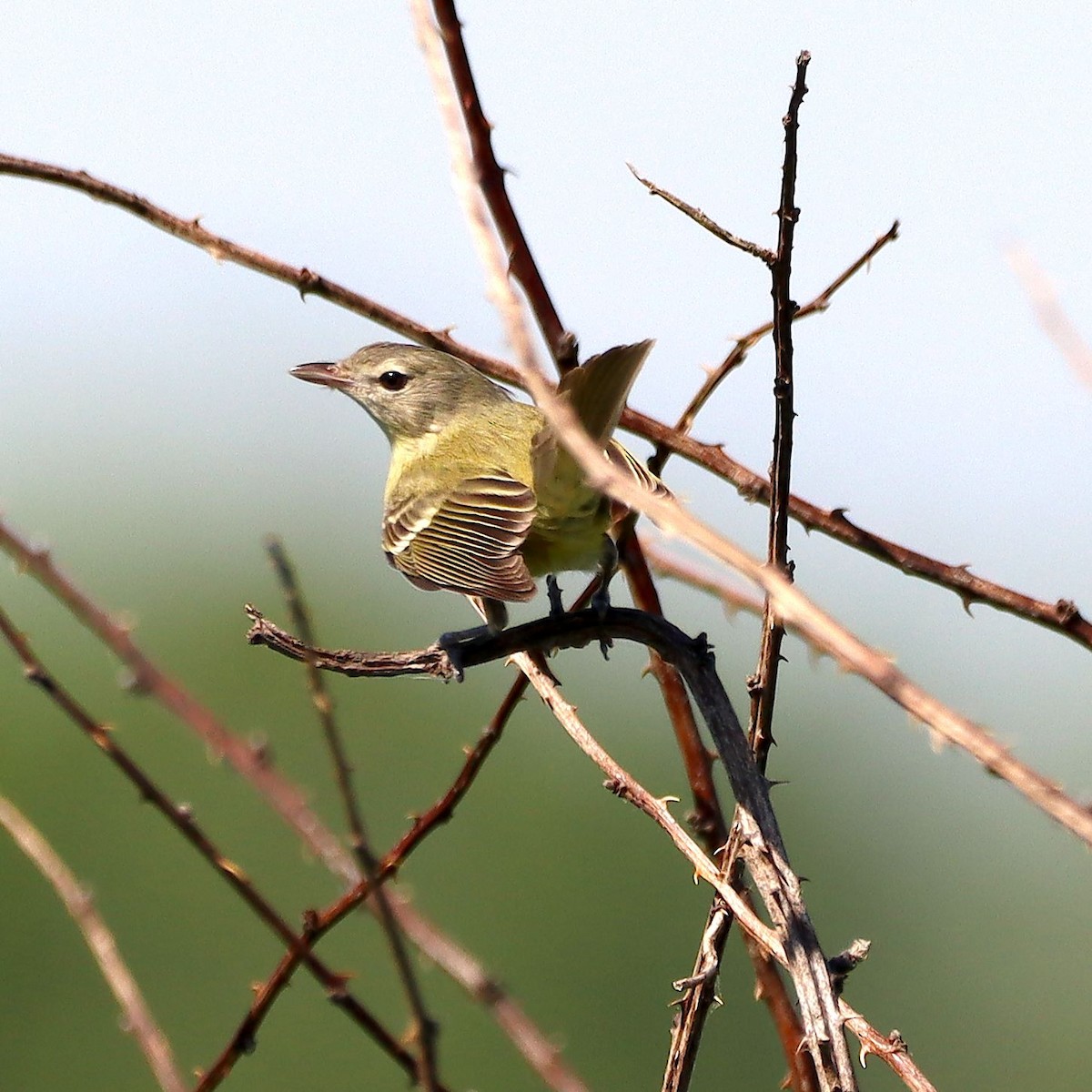 Bell's Vireo - ML635637210
