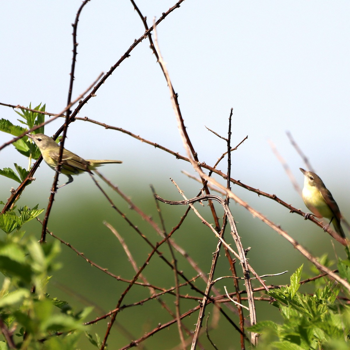 Bell's Vireo - ML635637217