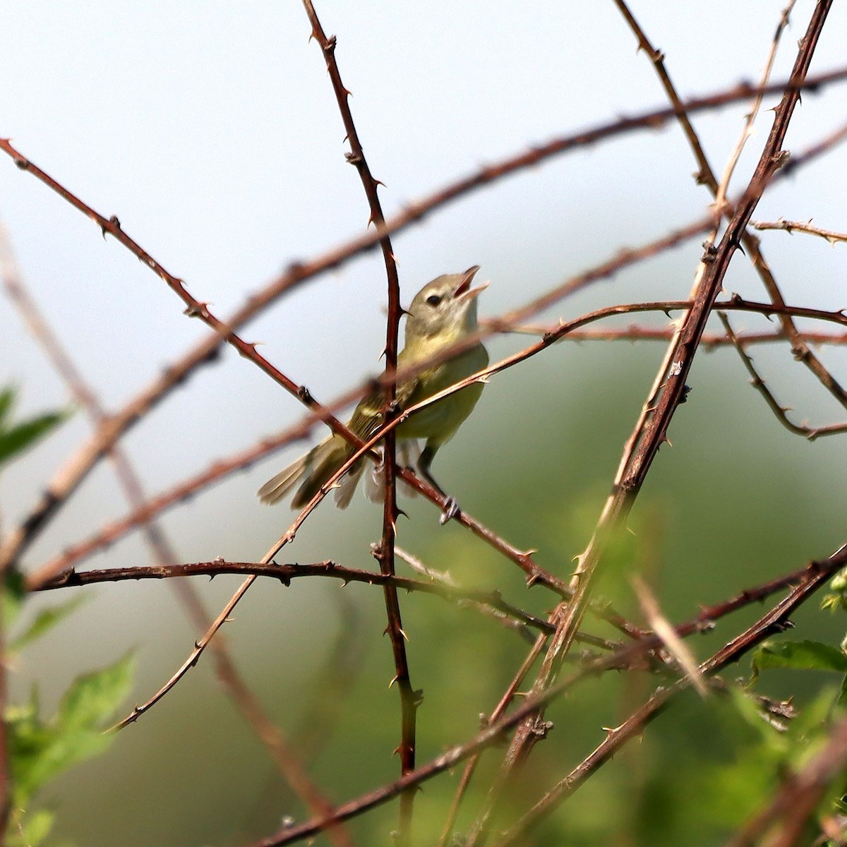 Bell's Vireo - ML635637239
