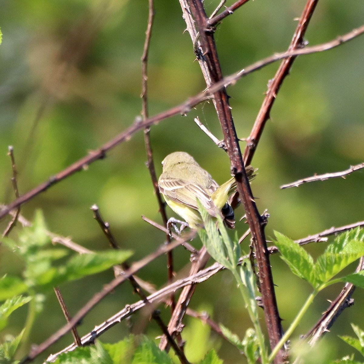 Bell's Vireo - ML635637255