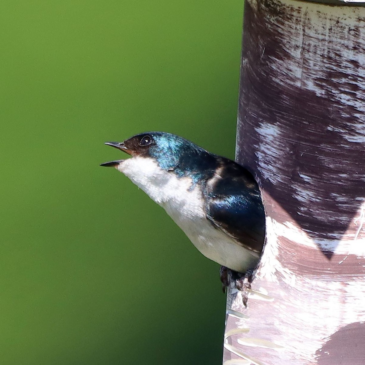 Tree Swallow - ML635637277