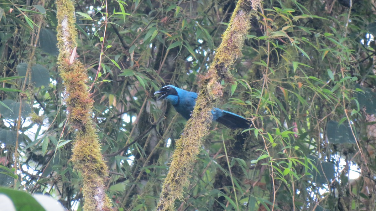 Turquoise Jay - ML635637278