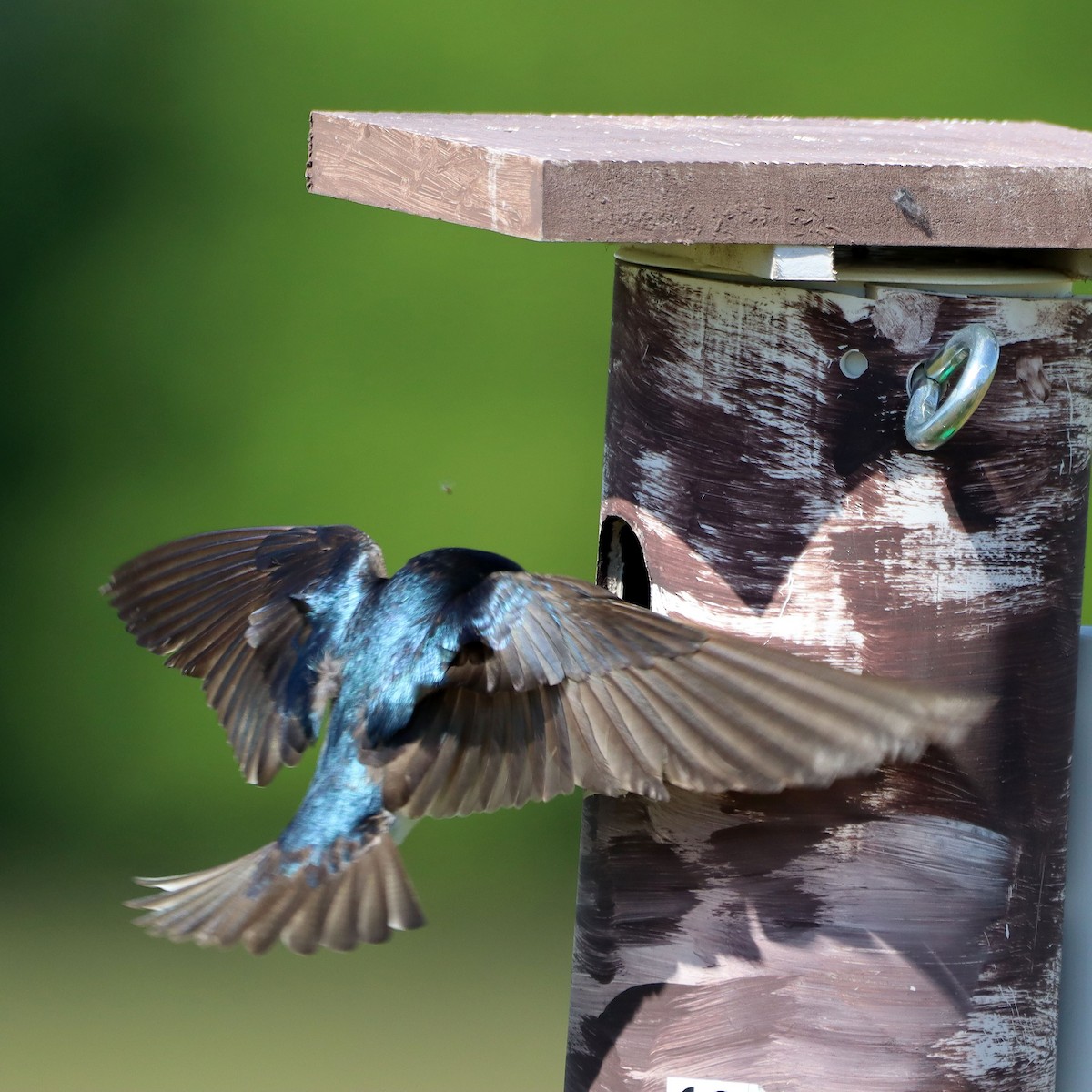 Tree Swallow - ML635637295