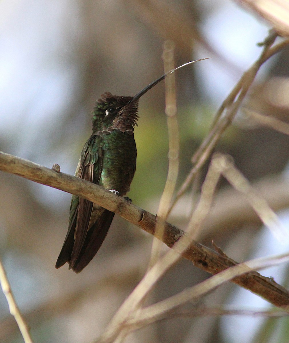 Rivoli's Hummingbird - ML635637296