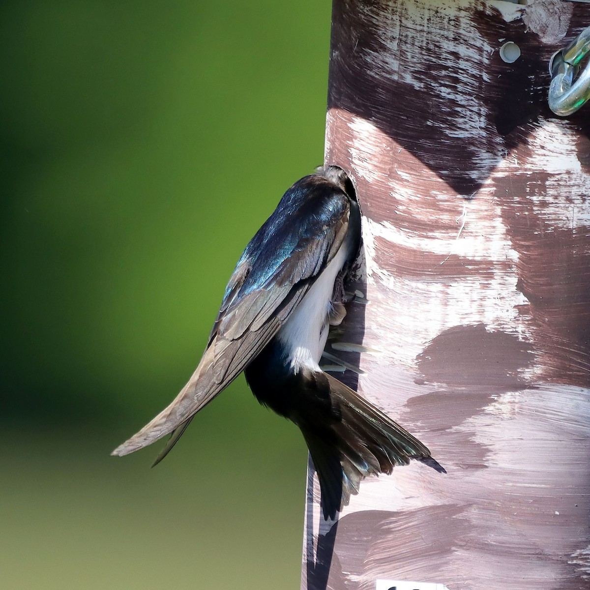 Tree Swallow - ML635637304