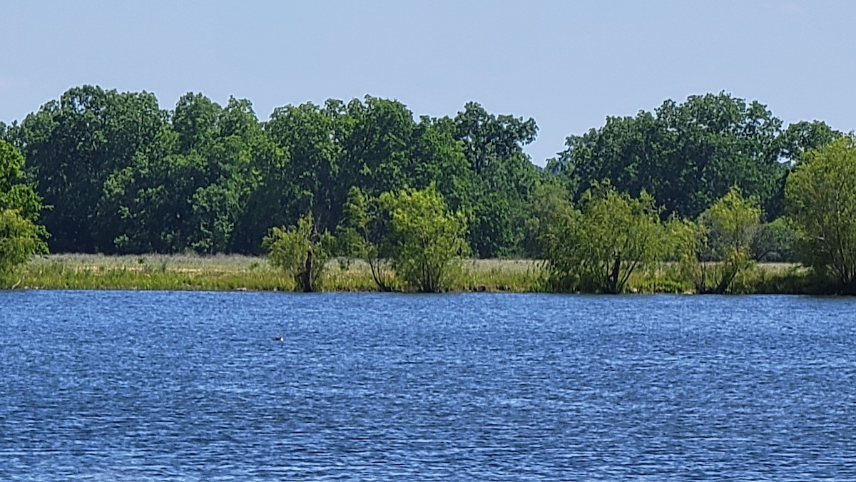 İnce Gagalı Dalgıç - ML635637320