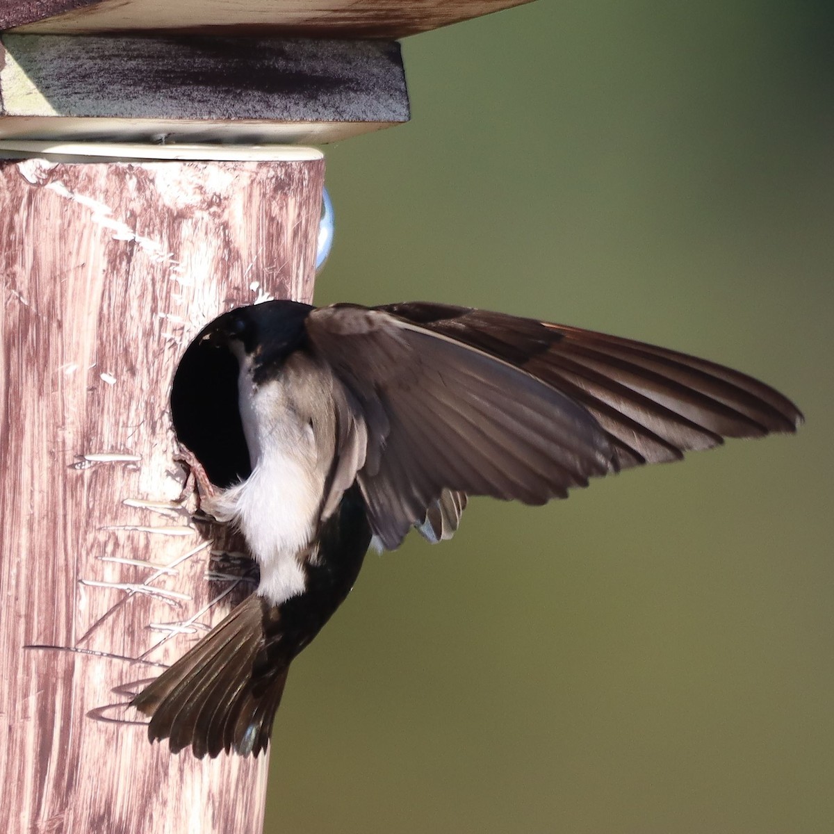 Tree Swallow - ML635637324