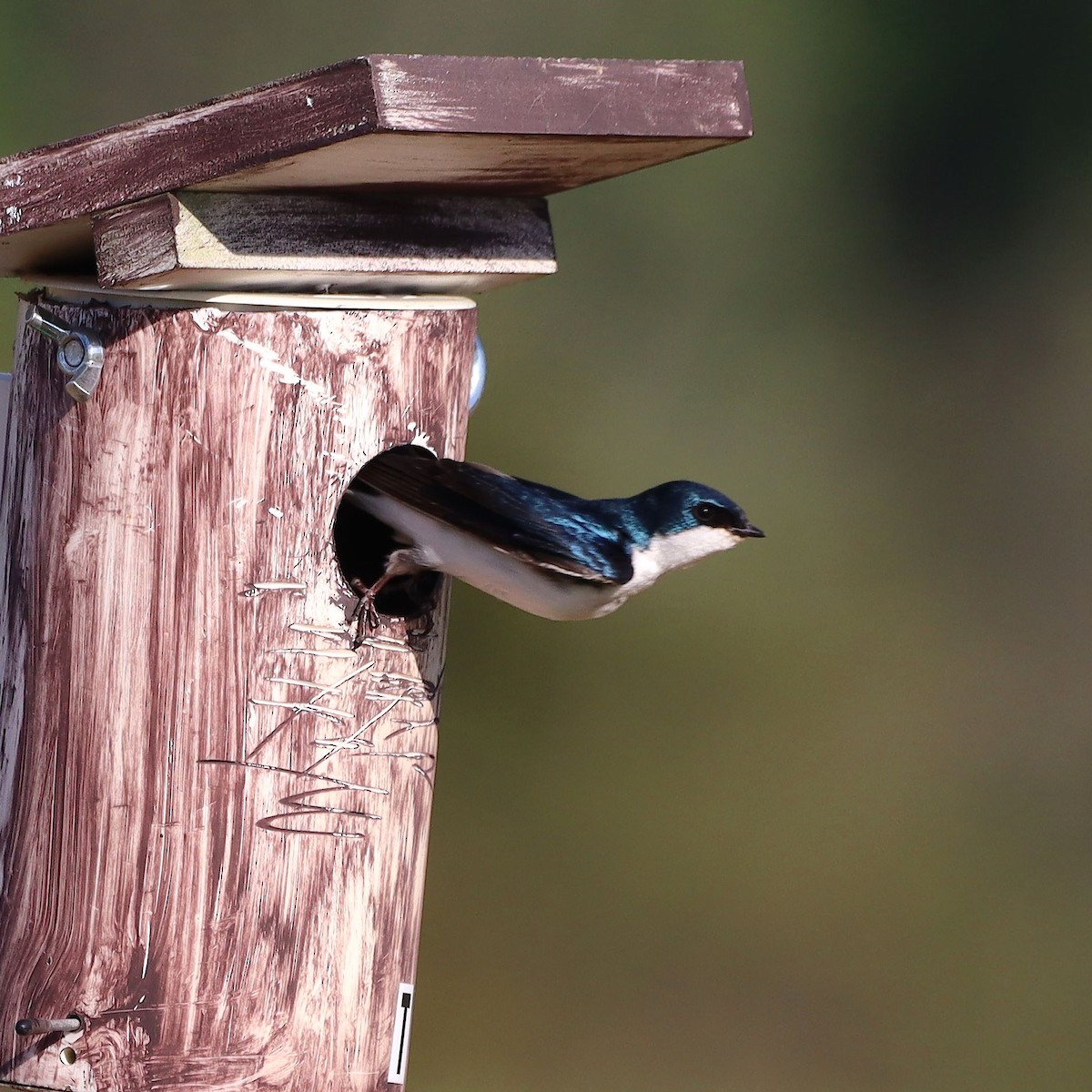 Tree Swallow - ML635637352