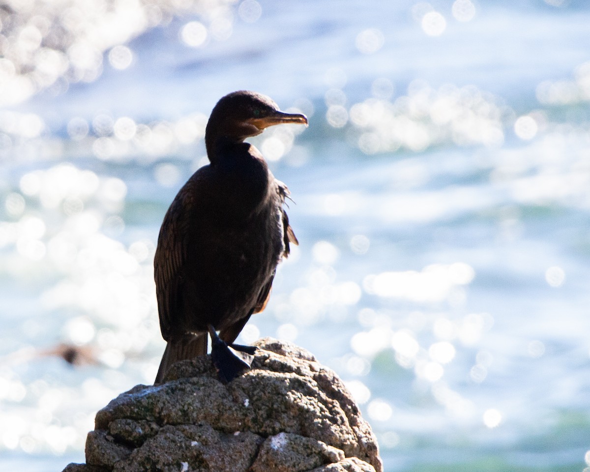 Neotropic Cormorant - ML635637362