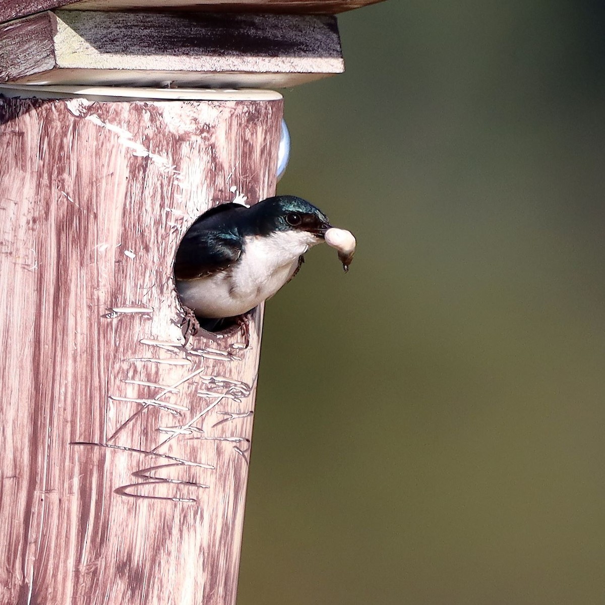 Tree Swallow - ML635637369