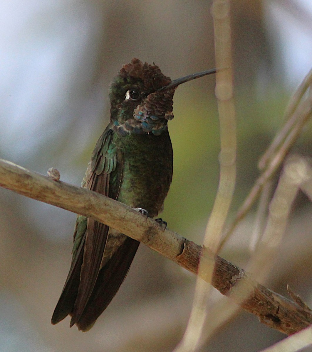Rivoli's Hummingbird - ML635637374