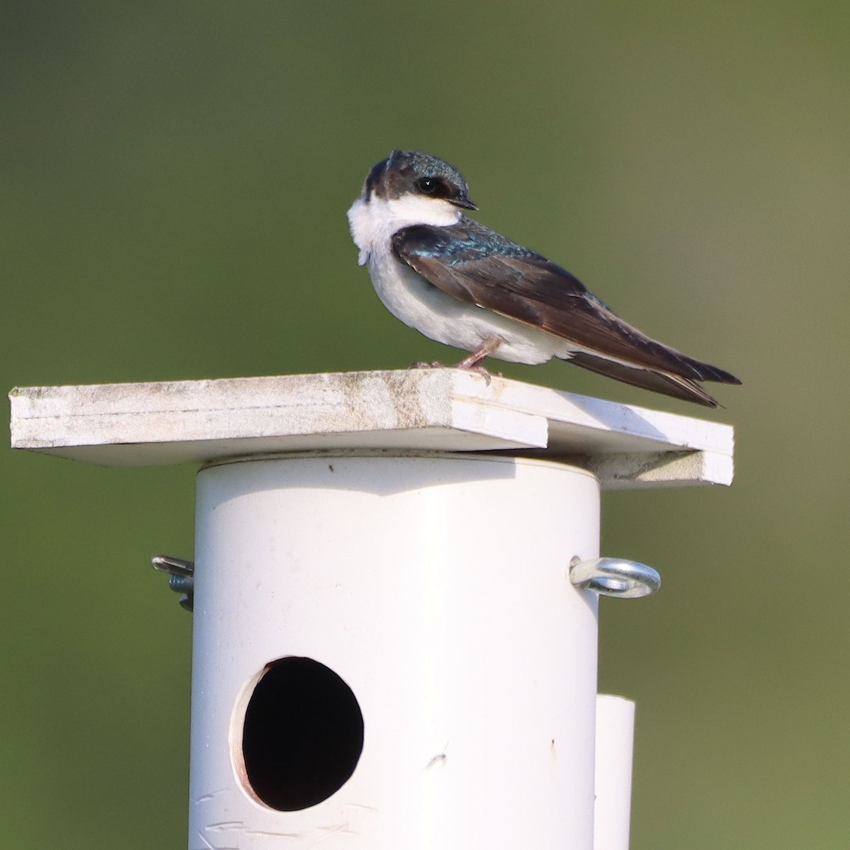 Tree Swallow - ML635637376