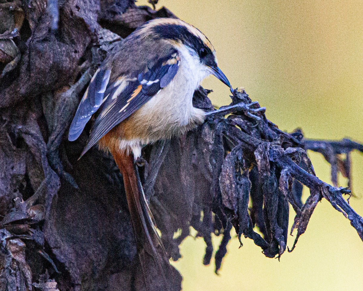Thorn-tailed Rayadito - ML635637394