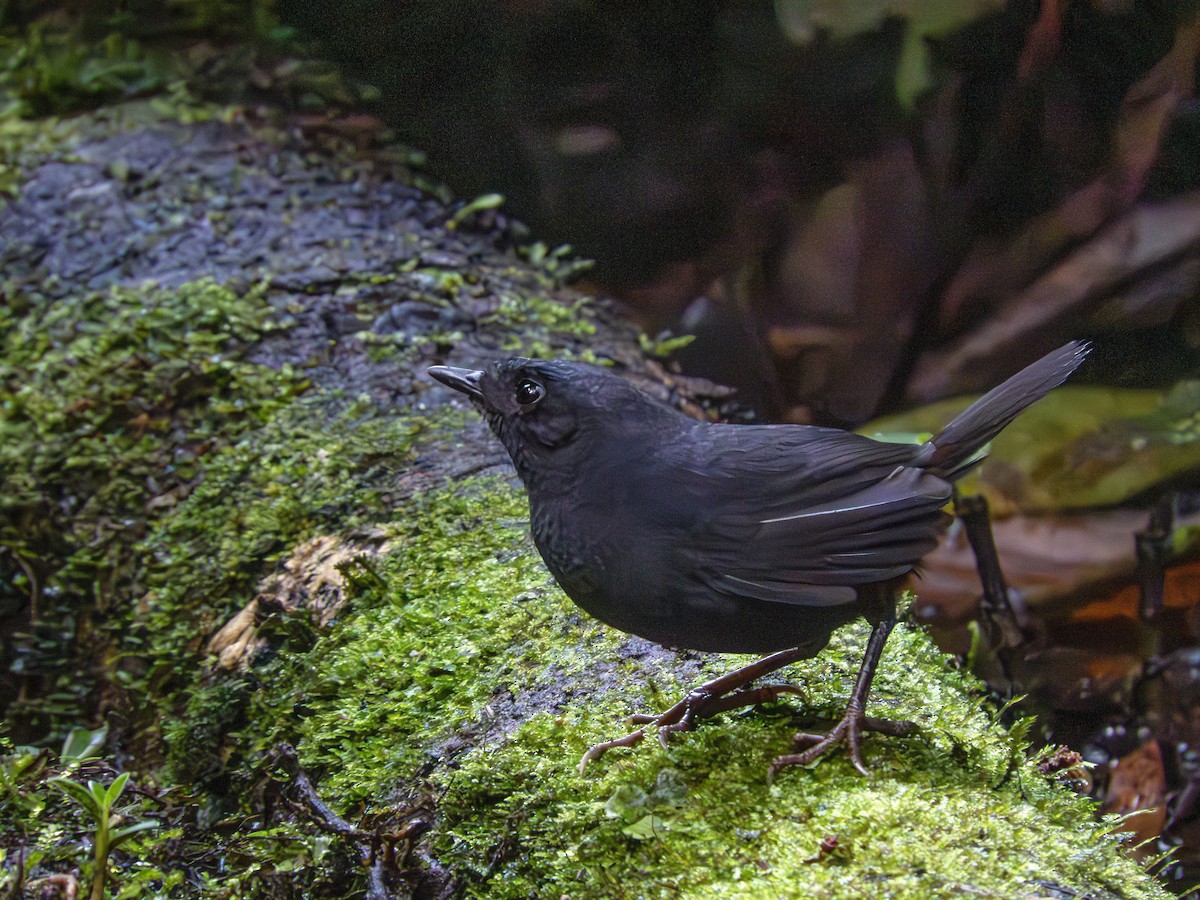 Tatama Tapaculo - ML635637401