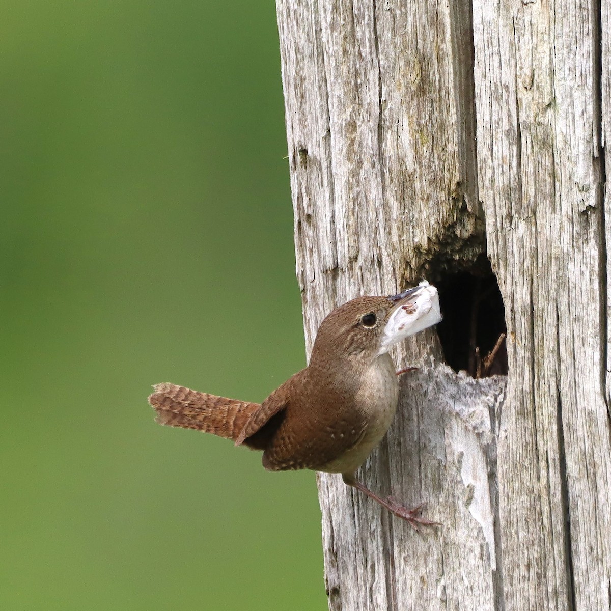Northern House Wren - ML635637447