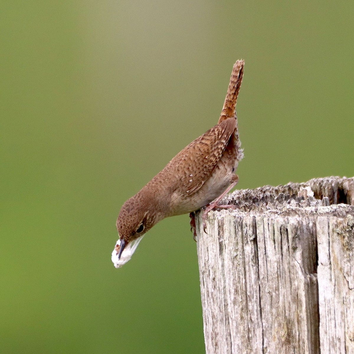 Northern House Wren - ML635637455