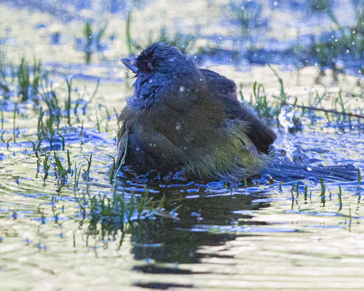 Gray-hooded Sierra Finch - ML635637471