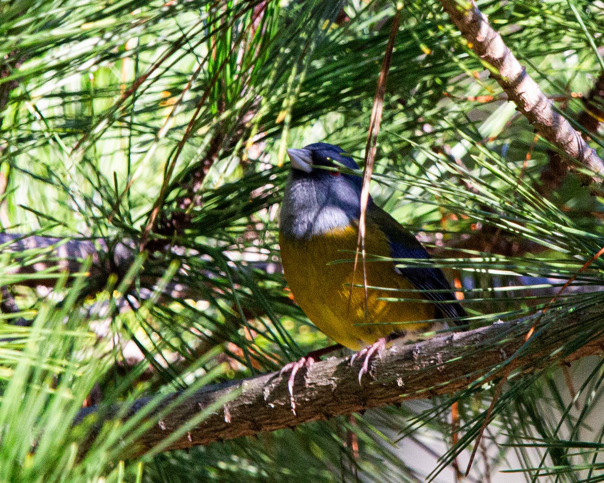 Gray-hooded Sierra Finch - ML635637473