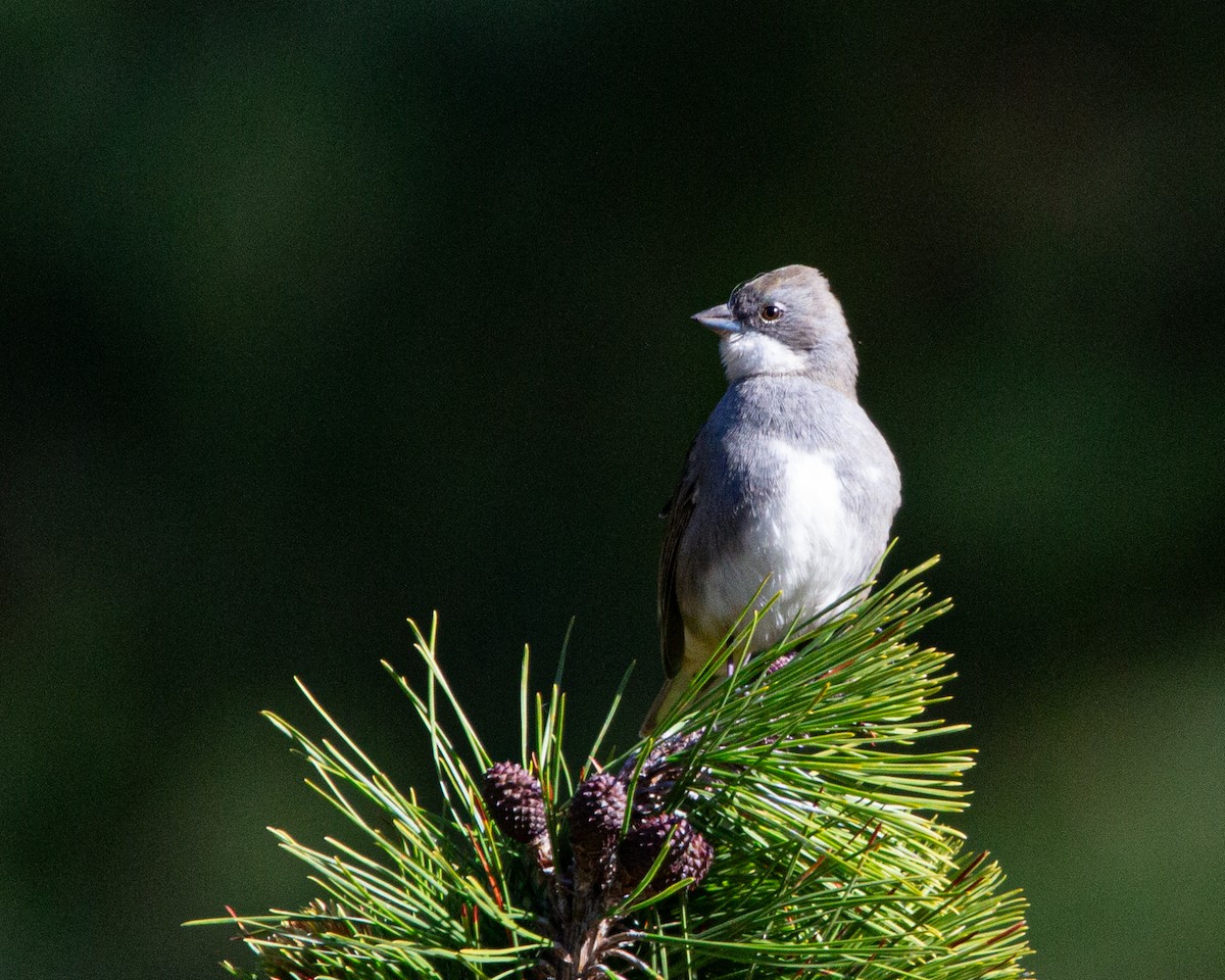 Diuca Finch - ML635637480