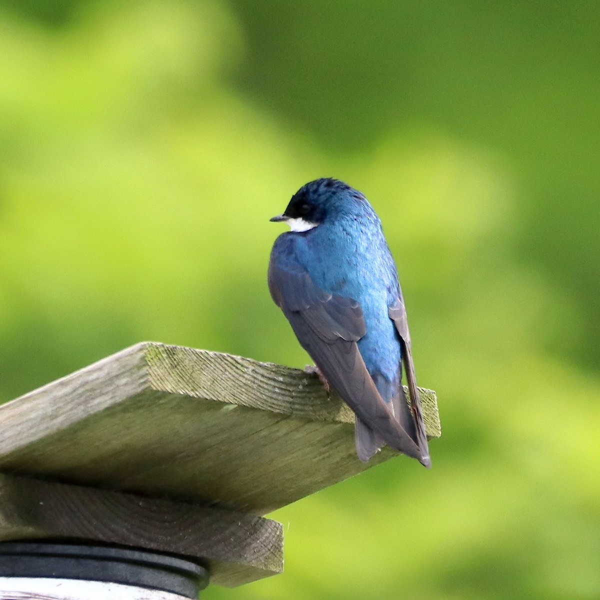 Tree Swallow - ML635637487