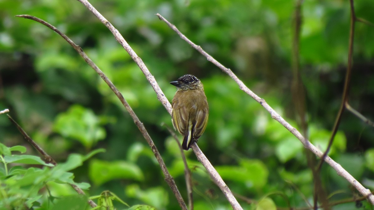 Olivaceous Piculet - ML635637499